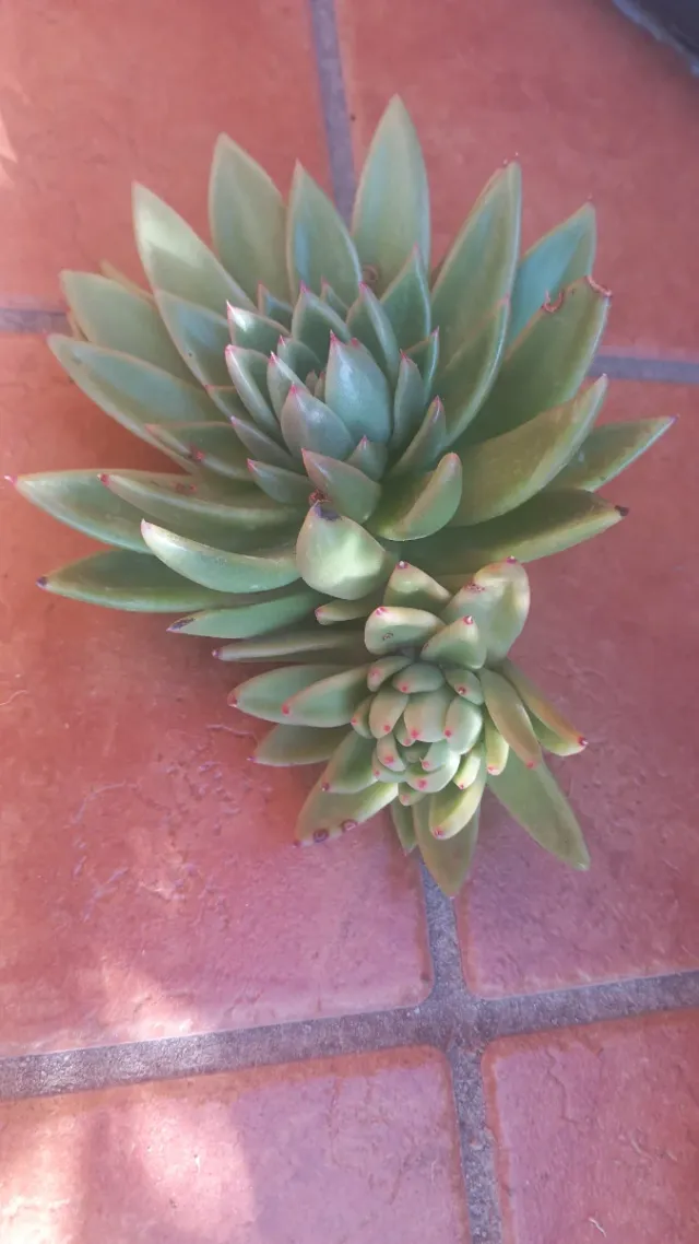 Pianta grassa Echeveria