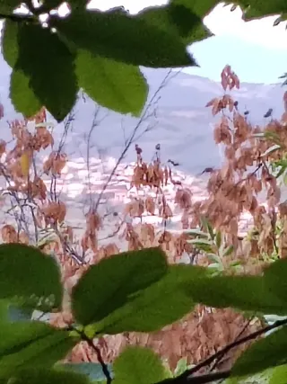 Terreno Castañar en Guadalupe