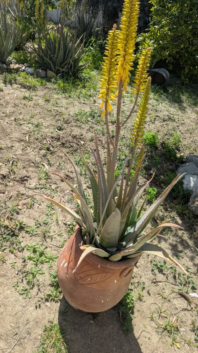 Planta Aloe Vera con vasija.