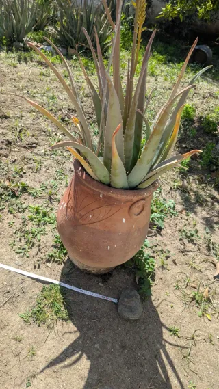 Planta Aloe Vera con vasija de barro.