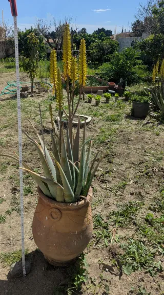 Planta Aloe Vera con vasija de barro.