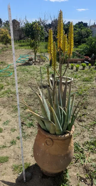 Planta Aloe Vera con vasija de barro.