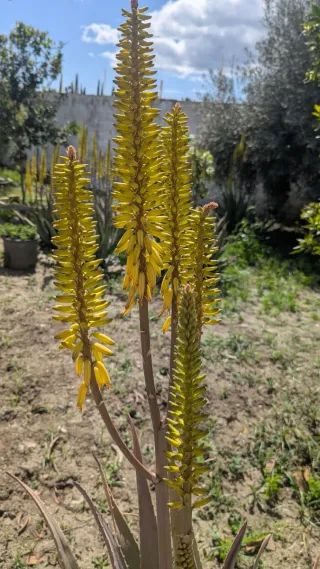 Planta Aloe Vera con vasija de barro.