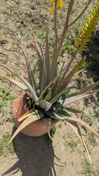 Planta Aloe Vera con vasija de barro.