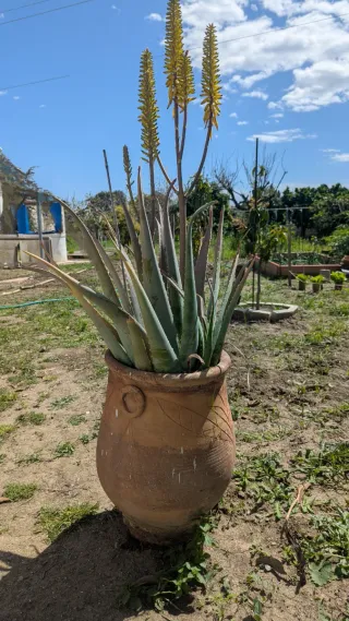 Planta Aloe Vera con vasija de barro.