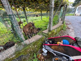 Carrinho Chariot Cougar 1