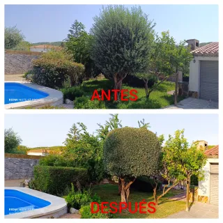 SERVICIO DE JARDINERÍA (MAS ROMEU)