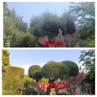 SERVICIO DE JARDINERÍA (MAS ROMEU)