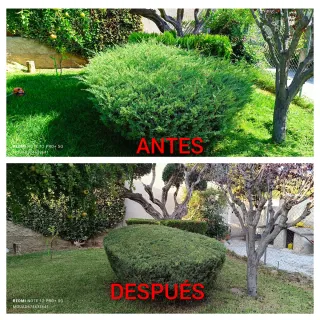 SERVICIO DE JARDINERÍA (MAS ROMEU)