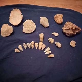 Conjunto de Fósiles Marinos