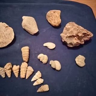 Conjunto de Fósiles Marinos