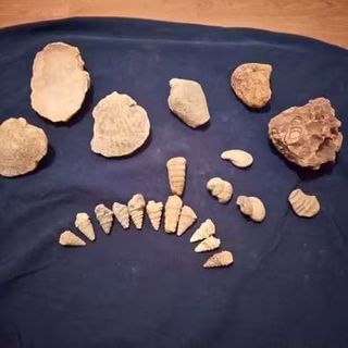 Conjunto de Fósiles Marinos