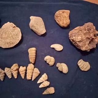 Conjunto de Fósiles Marinos