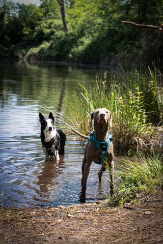 Arnés Perro Solognac Outdoor 500 Azul
