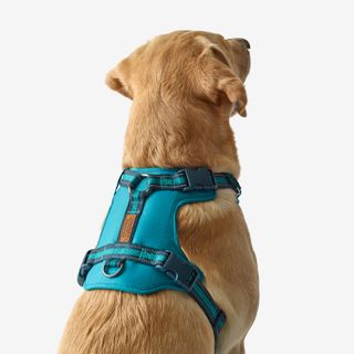 Arnés Perro Solognac Outdoor 500 Azul