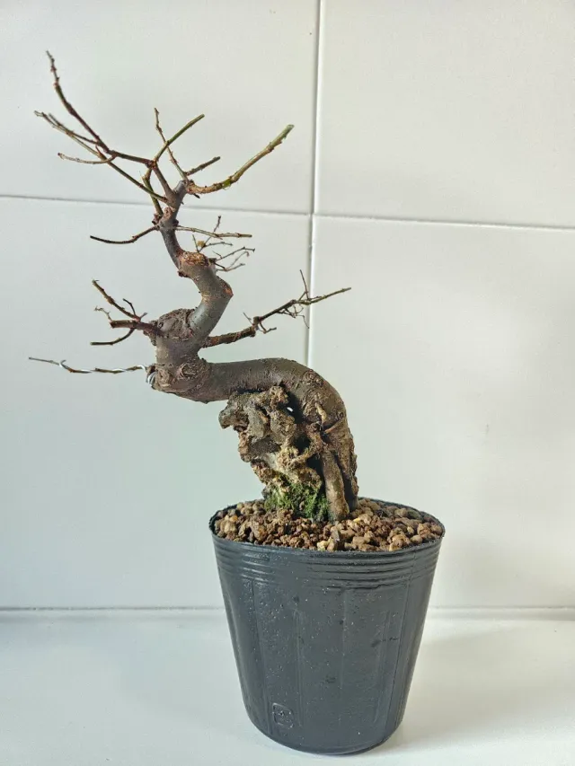 Bonsái Olmo sobre roca