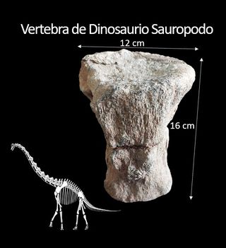 Fósil Dinosaurio S002
