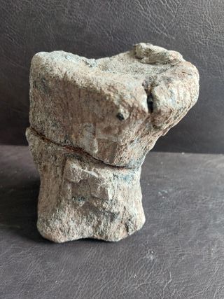 Fósil Dinosaurio S002