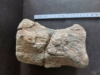 Fósil Dinosaurio S002