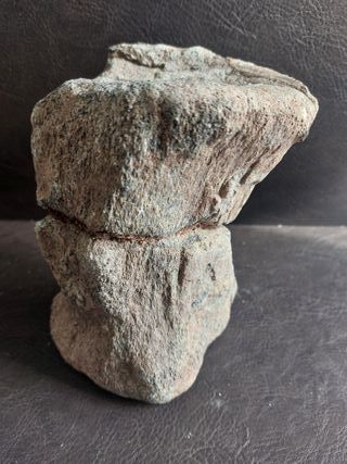 Fósil Dinosaurio S002