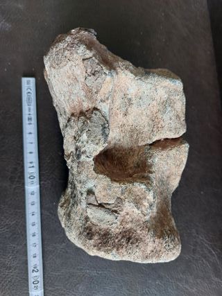 Fósil Dinosaurio S002