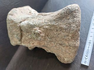 Fósil Dinosaurio S002