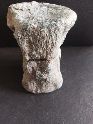 Fósil Dinosaurio S002