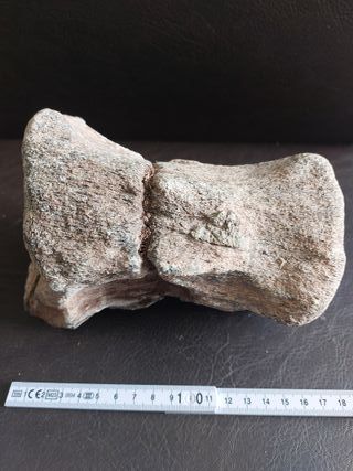 Fósil Dinosaurio S002