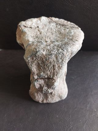 Fósil Dinosaurio S002