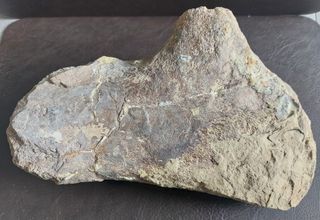 Pieza Fósil Dinosaurio Sauropodo S003