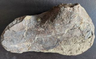 Pieza Fósil Dinosaurio Sauropodo S003