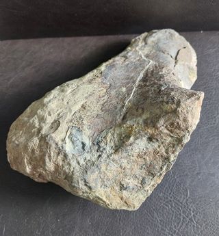 Pieza Fósil Dinosaurio Sauropodo S003