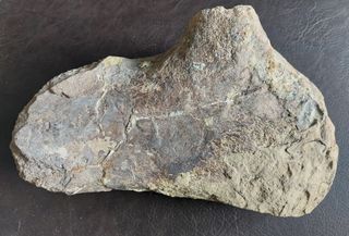 Pieza Fósil Dinosaurio Sauropodo S003