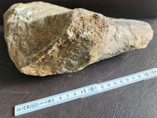 Pieza Fósil Dinosaurio Sauropodo S003