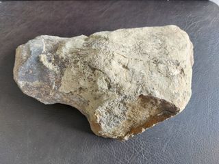 Pieza Fósil Dinosaurio Sauropodo S003