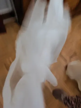 Camisa Massimo Dutti Blanca Talla 44