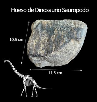 Fósil de Dinosaurio Autentico 10.5x11.5 cm