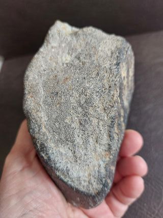 Fósil de Dinosaurio Autentico 10.5x11.5 cm