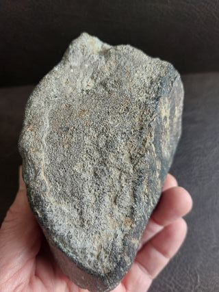 Fósil de Dinosaurio Autentico 10.5x11.5 cm