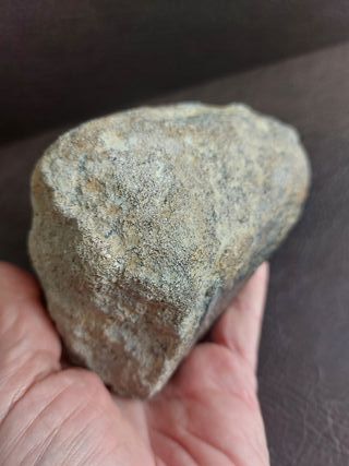 Fósil de Dinosaurio Autentico 10.5x11.5 cm