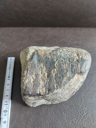 Fósil de Dinosaurio Autentico 10.5x11.5 cm