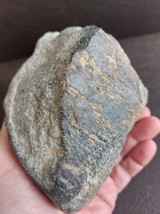 Fósil de Dinosaurio Autentico 10.5x11.5 cm