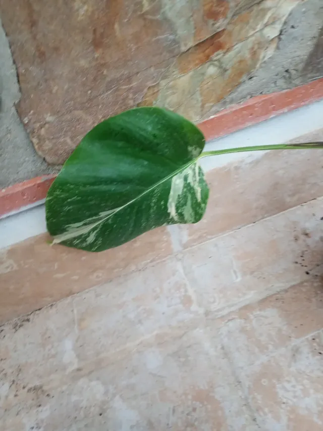Monstera Albo Variegata