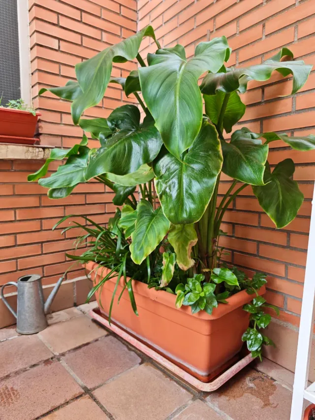 Planta Cala Gigante