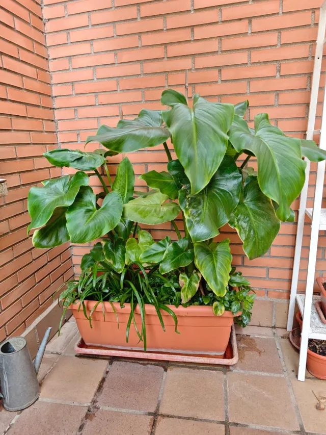 Planta Cala Gigante