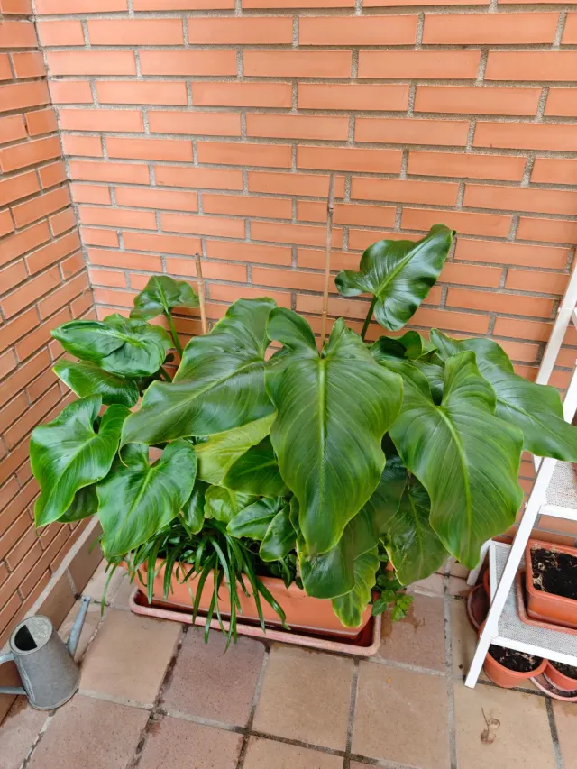 Planta Cala Gigante