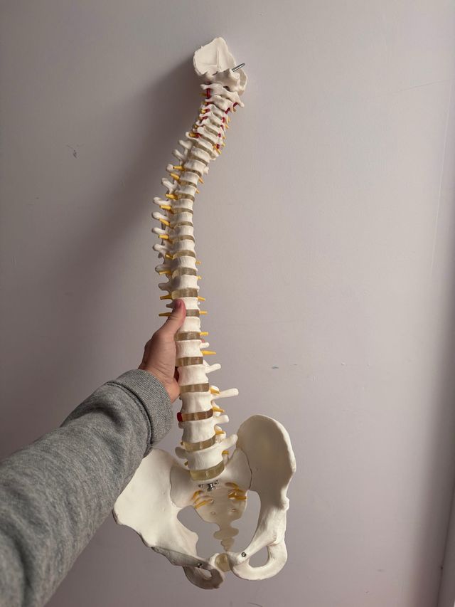 Columna vertebral a escala