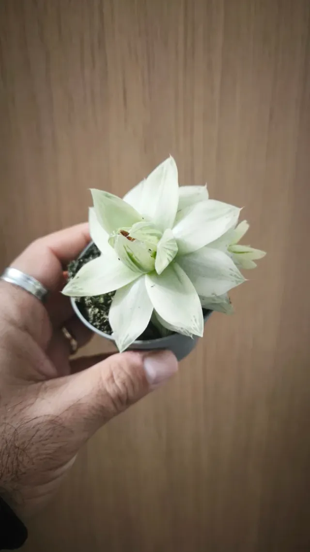 Pianta Haworthia cymbiformis