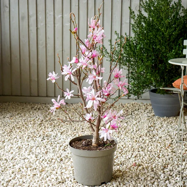 Magnolio Leonard Messel pequeño