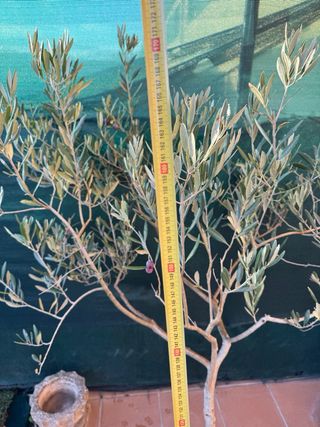 Olivos de 20 años en maceta